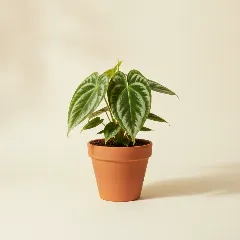 Flamingoplant