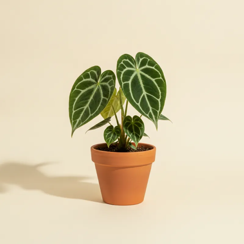 Flamingoplant — Anthurium crystallinum 'Silver Star' (illustratie)