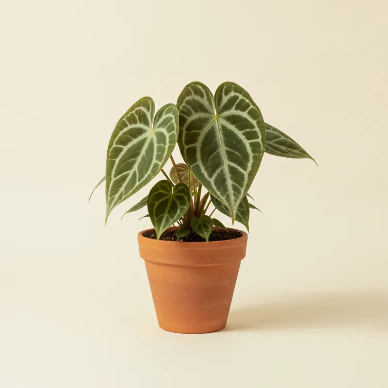 Flamingoplant — Anthurium crystallinum 'Hope' (illustratie)