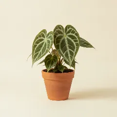 Flamingoplant