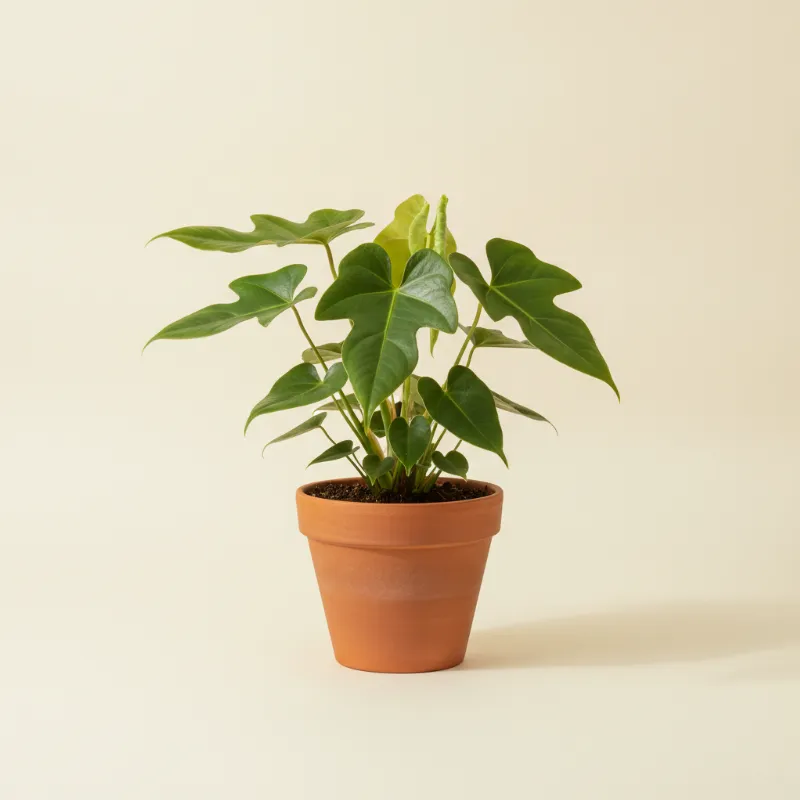 Flamingoplant — Anthurium decipiens (illustratie)