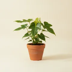 Flamingoplant