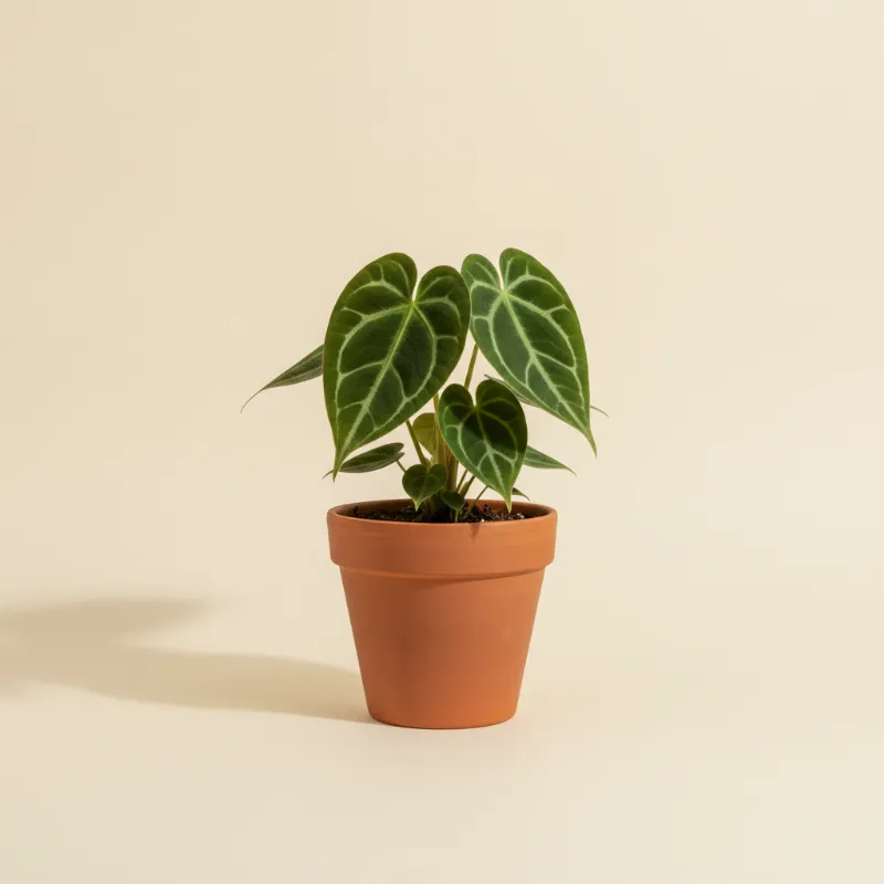 Flamingoplant — Anthurium dorayaki (illustratie)
