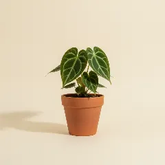 Flamingoplant