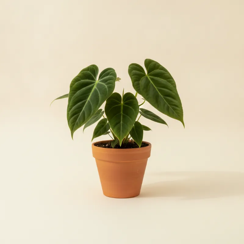 Flamingoplant — Anthurium dressleri (illustratie)