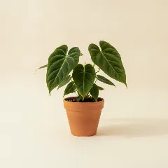 Flamingoplant