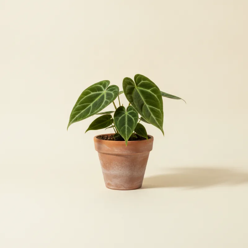 Flamingoplant — Anthurium forgetii (illustratie)