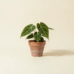 Flamingoplant