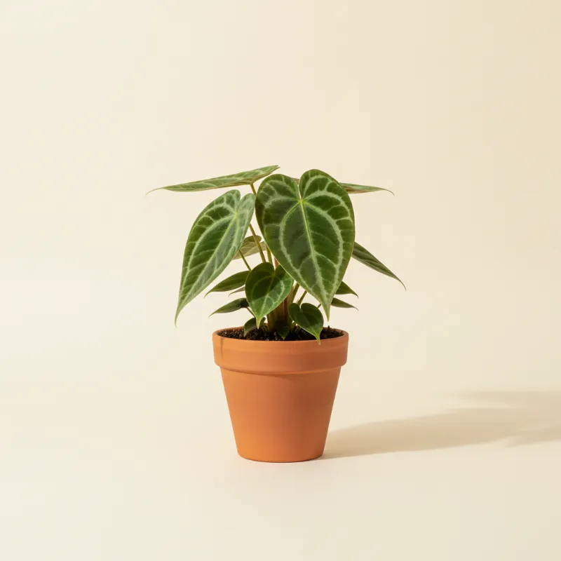 Flamingoplant — Anthurium forgetii 'Silver' (illustratie)