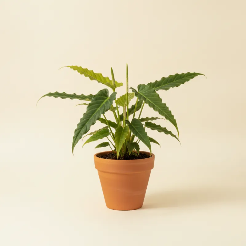 Flamingoplant — Anthurium friedrichsthalii (illustratie)