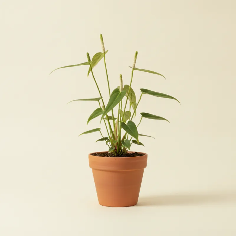 Flamingoplant — Anthurium gracile (illustratie)