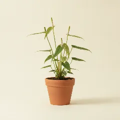 Flamingoplant
