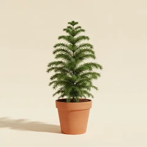 Kamerden β Araucaria heterophylla (illustratie)