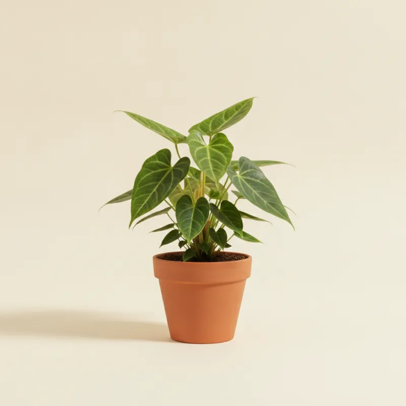 Flamingoplant — Anthurium hookeri (illustratie)