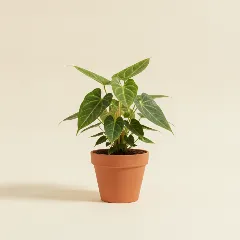 Flamingoplant