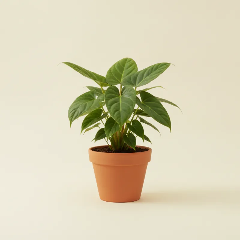 Flamingoplant — Anthurium jenmanii (illustratie)