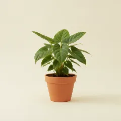 Flamingoplant