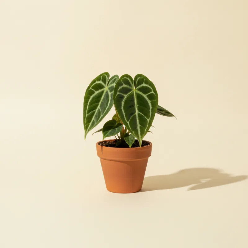 Flamingoplant — Anthurium luxurians (illustratie)