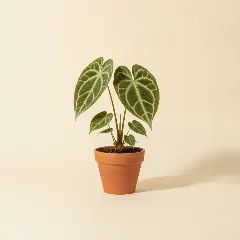 Flamingoplant