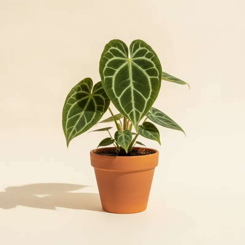Flamingoplant — Anthurium magnificum x crystallinum (illustratie)