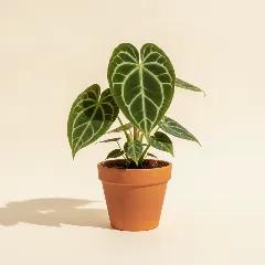 Flamingoplant