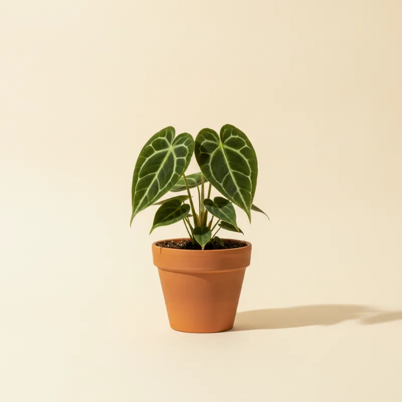 Flamingoplant — Anthurium papillilaminum (illustratie)