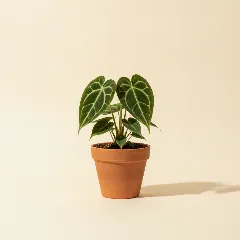 Flamingoplant