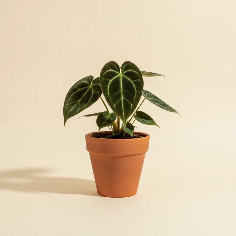 Flamingoplant — Anthurium papillilaminum 'Dark Phoenix' (illustratie)