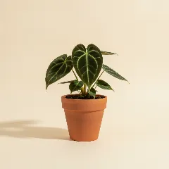 Flamingoplant