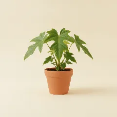 Flamingoplant