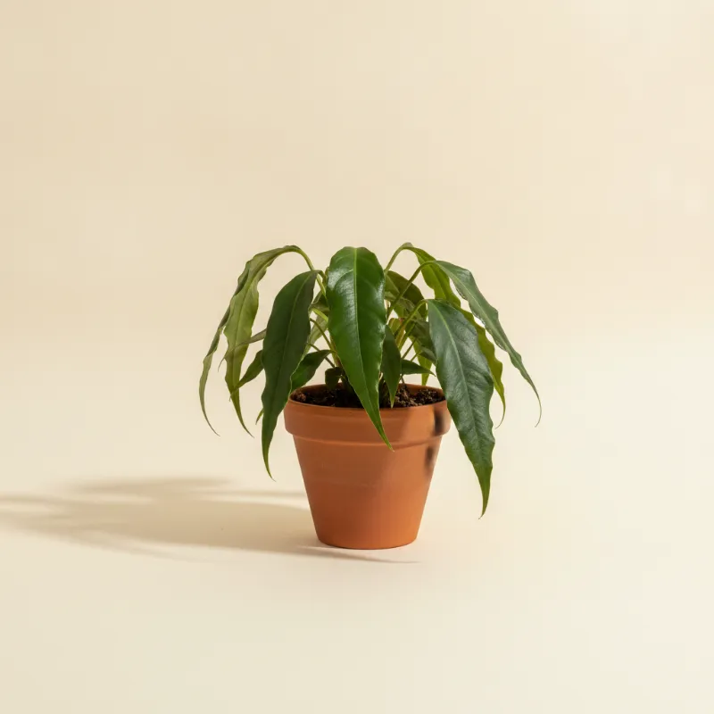 Flamingoplant — Anthurium pendulifolium (illustratie)