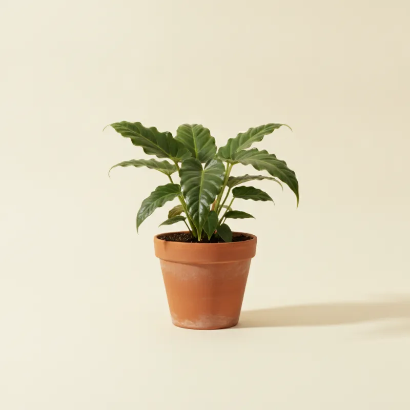 Flamingoplant — Anthurium plowmanii (illustratie)