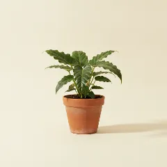 Flamingoplant