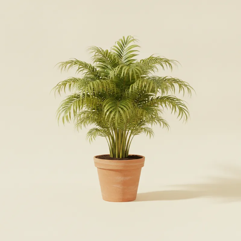Goudpalm — Areca lutescens (illustratie)