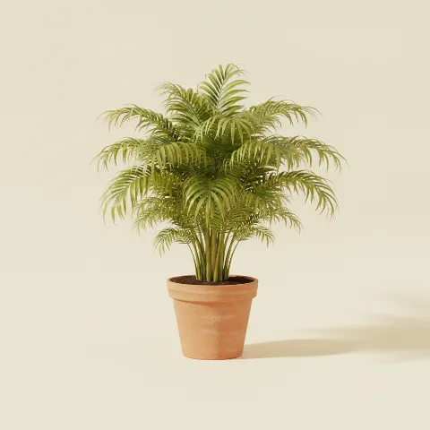 Goudpalm