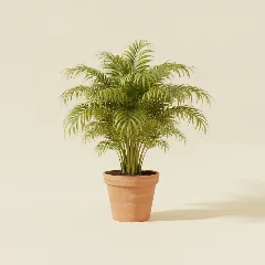 Goudpalm