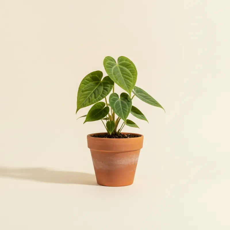 Flamingoplant — Anthurium radicans (illustratie)