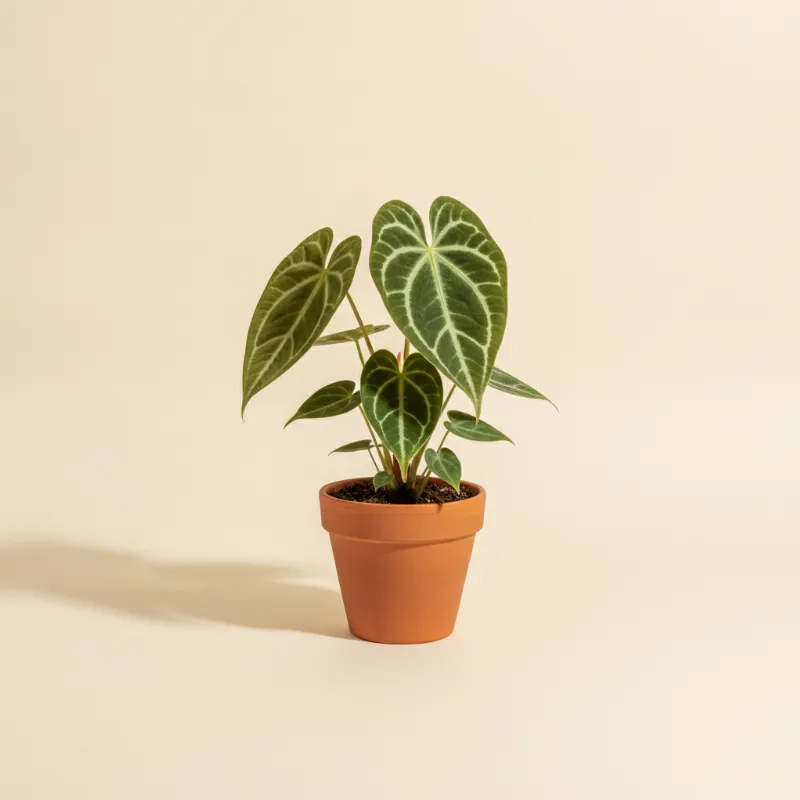 Flamingoplant — Anthurium regale (illustratie)