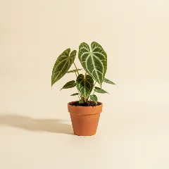 Flamingoplant