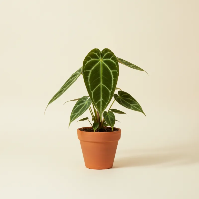 Flamingoplant — Anthurium warocqueanum (illustratie)