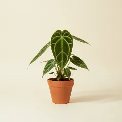 Flamingoplant