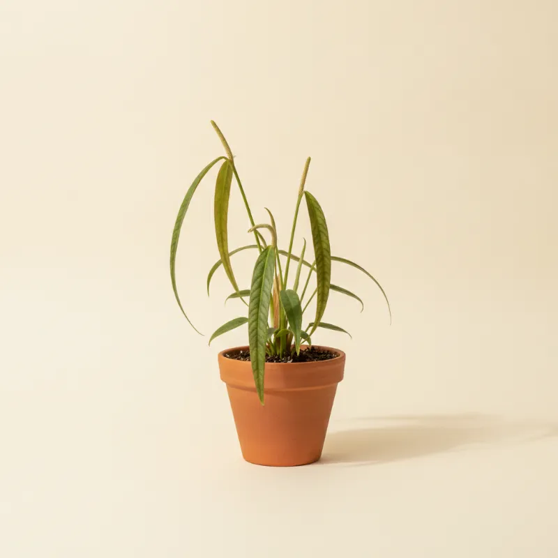 Flamingoplant — Anthurium vittarifolium (illustratie)