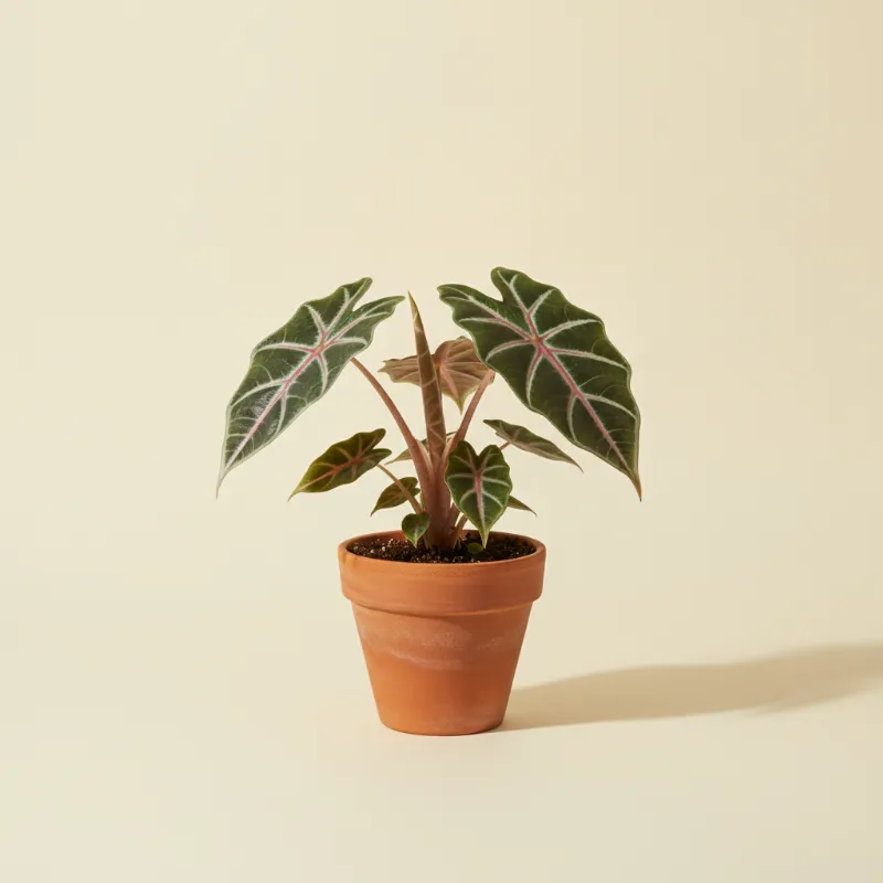 Olifantsoor — Alocasia brancifolia 'Pink Passion' (illustratie)