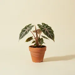 Olifantsoor