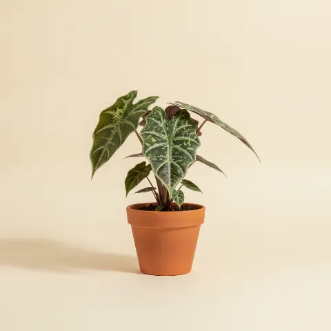 Olifantsoor β Alocasia 'Frydek Variegata' (illustratie)