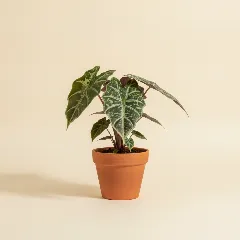 Olifantsoor