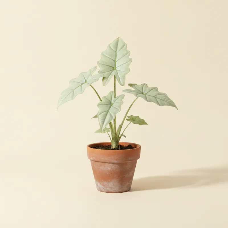 Olifantsoor — Alocasia 'Jacklyn Ghost Mint' (illustratie)