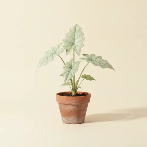 Olifantsoor β Alocasia 'Jacklyn Ghost Mint' (illustratie)
