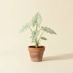 Olifantsoor