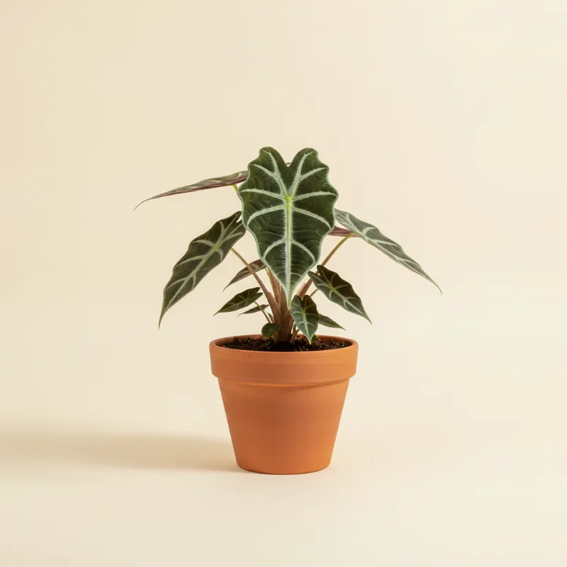 Olifantsoor — Alocasia longiloba (illustratie)